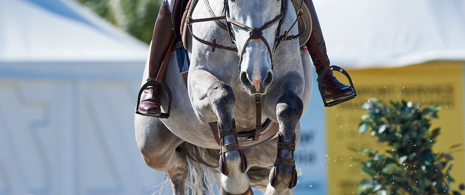 Horse for sale - show jumping - name dm de treho